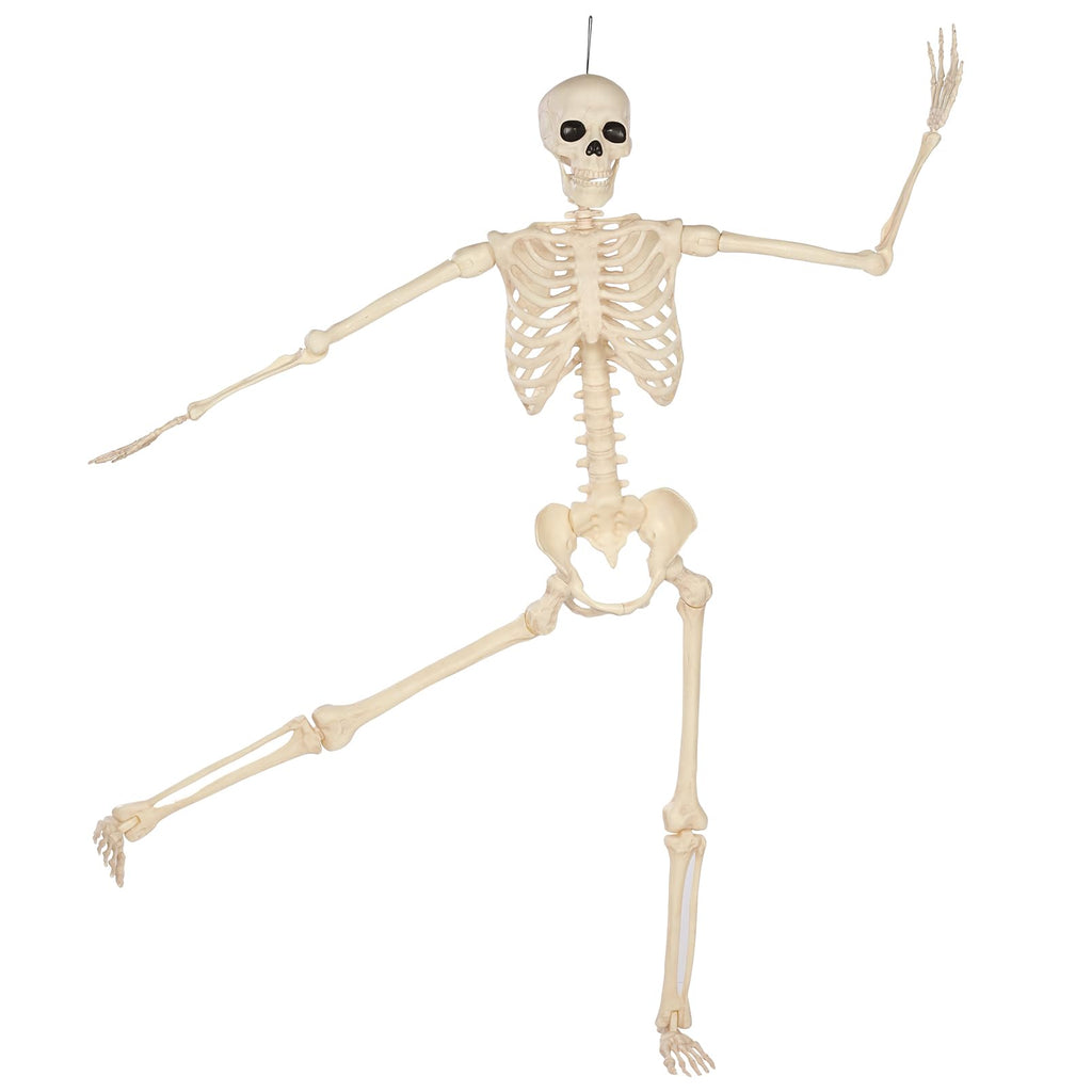 5 Ft Life-Size Full Body Skeletons Y782643