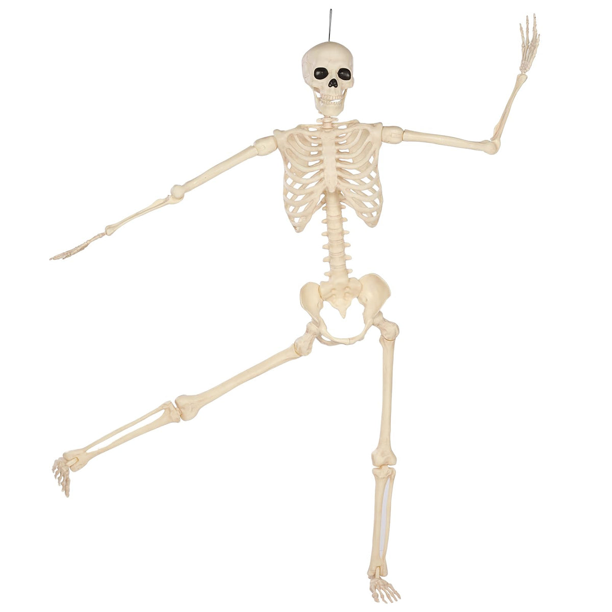 5 Ft Life-Size Full Body Skeletons Y782643