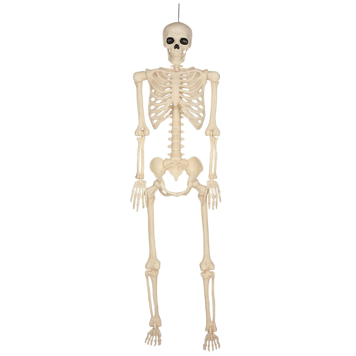 5 Ft Life-Size Full Body Skeletons Y782643
