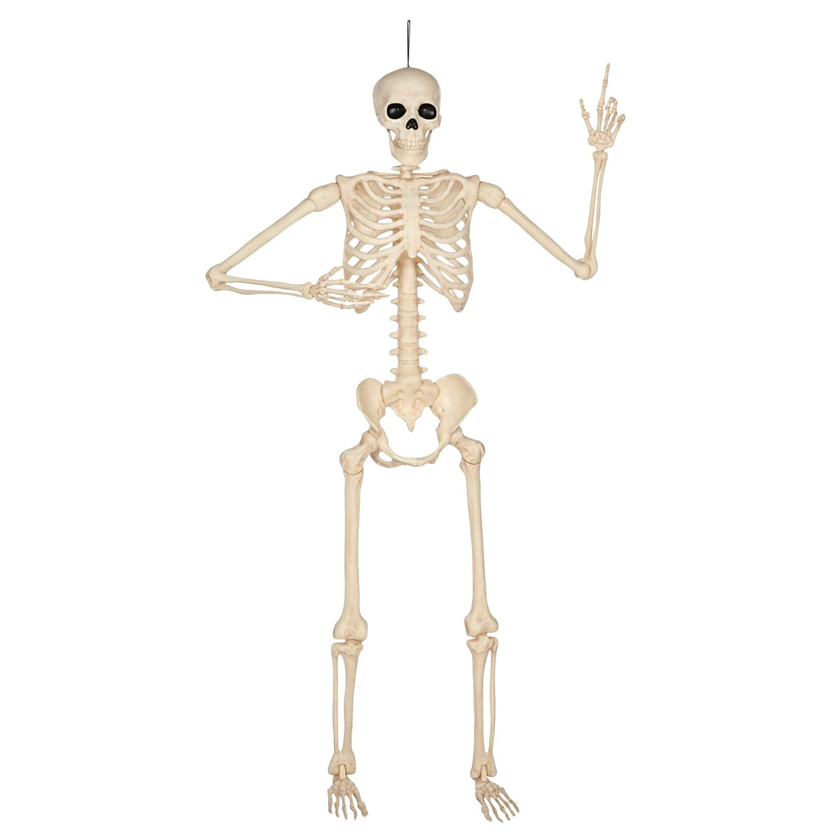 5 Ft Life-Size Full Body Skeletons Y782643