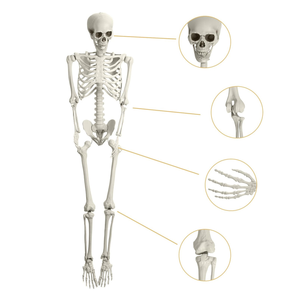 5.4FT Poseable Skeleton with Movable Joints S8761