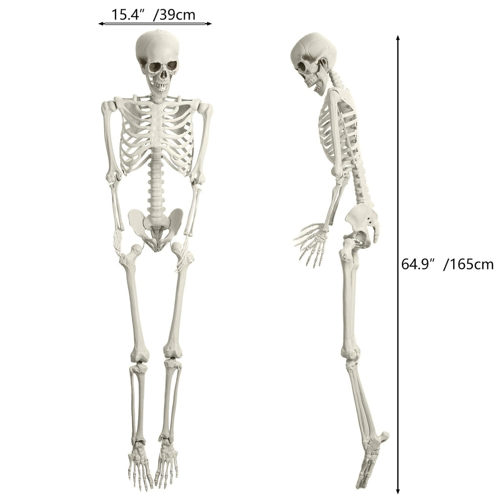 5.4FT Poseable Skeleton with Movable Joints S8761