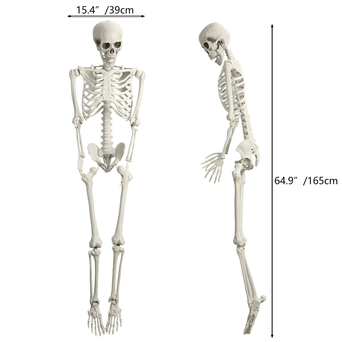5.4FT Poseable Skeleton with Movable Joints S8761