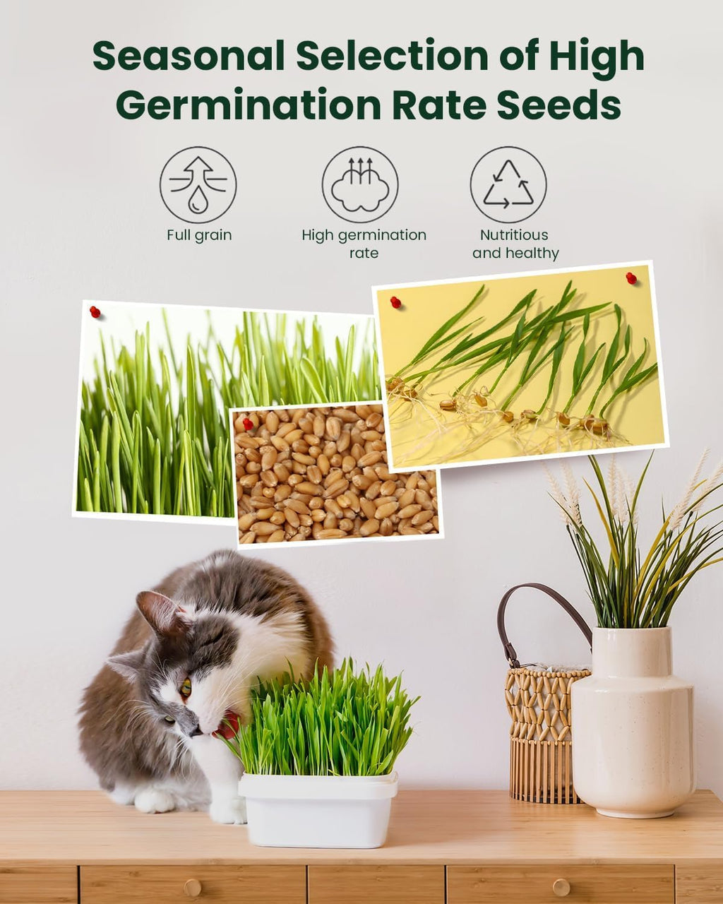Cat Grass Growing Kit with Wheat Seeds, BPA-Free Planter & Soil, 3 Pack C275