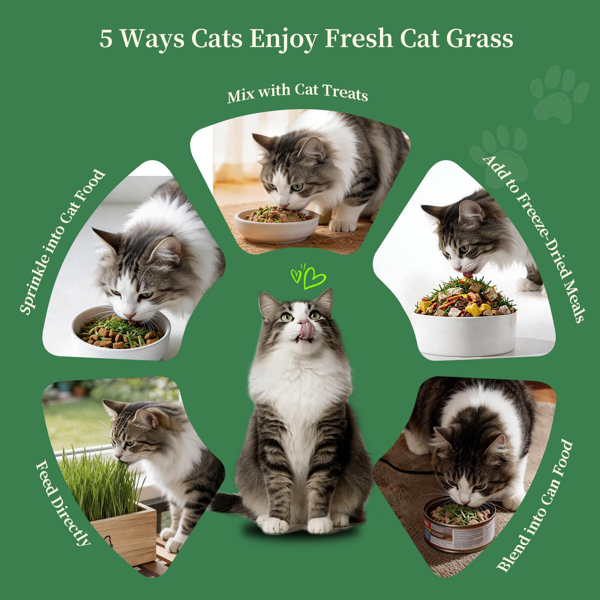 Cat Grass Kit with 5 Packets of Seeds, Wooden Planter, 6 Soil Discs, Trimming Scissors, Spray Bottle, and Mini Tools S51887