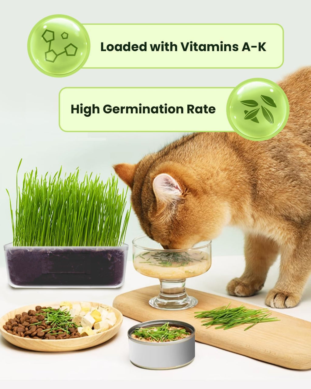 Cat Grass Growing Kit with Wheat Seeds, BPA-Free Planter & Soil, 3 Pack C275