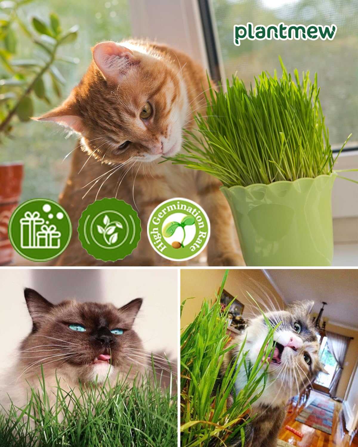 Cat Grass Growing Kit with Wheat Seeds, BPA-Free Planter & Soil, 3 Pack C275