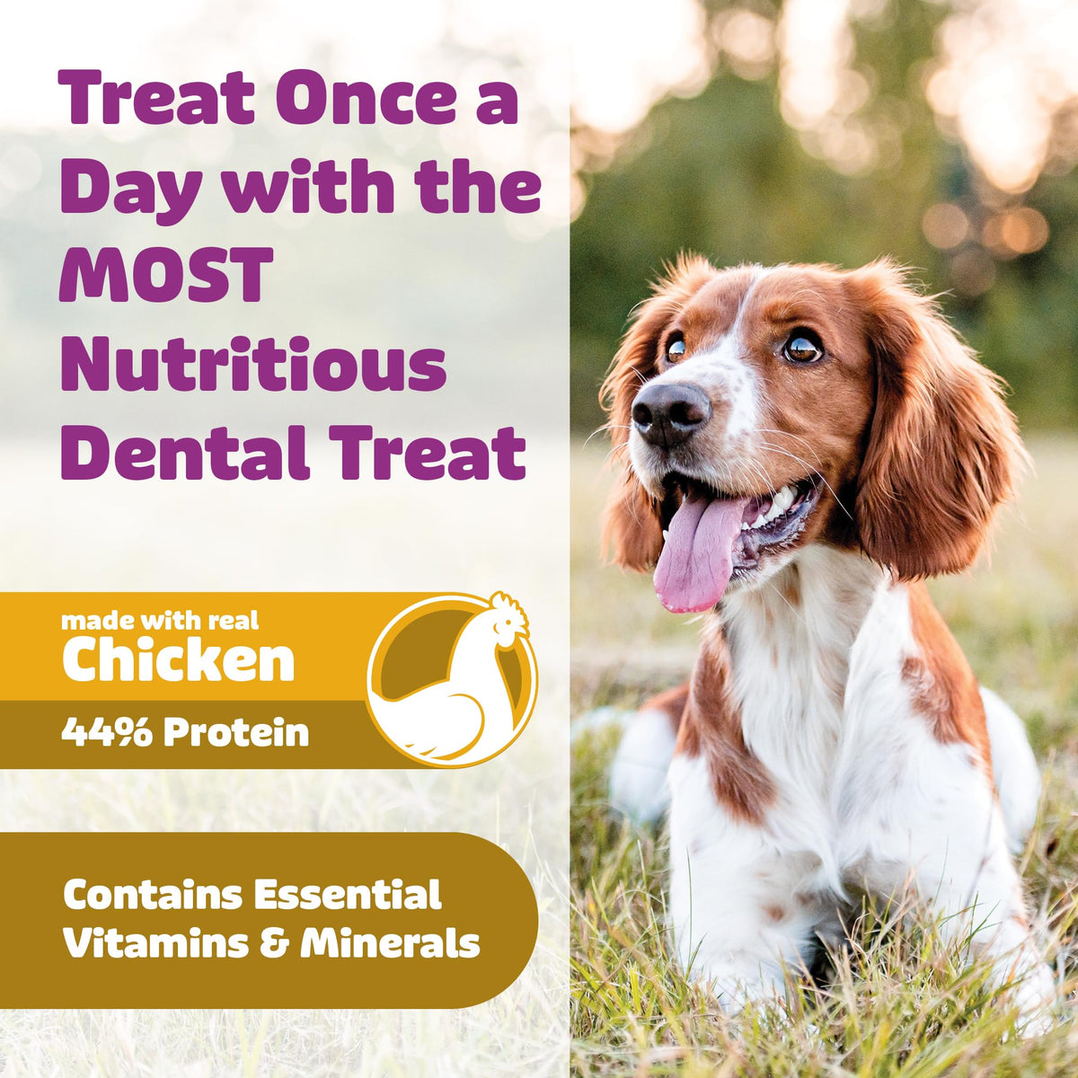 Chicken Dog Dental Treats Large 24oz & Medium 36 oz W5625