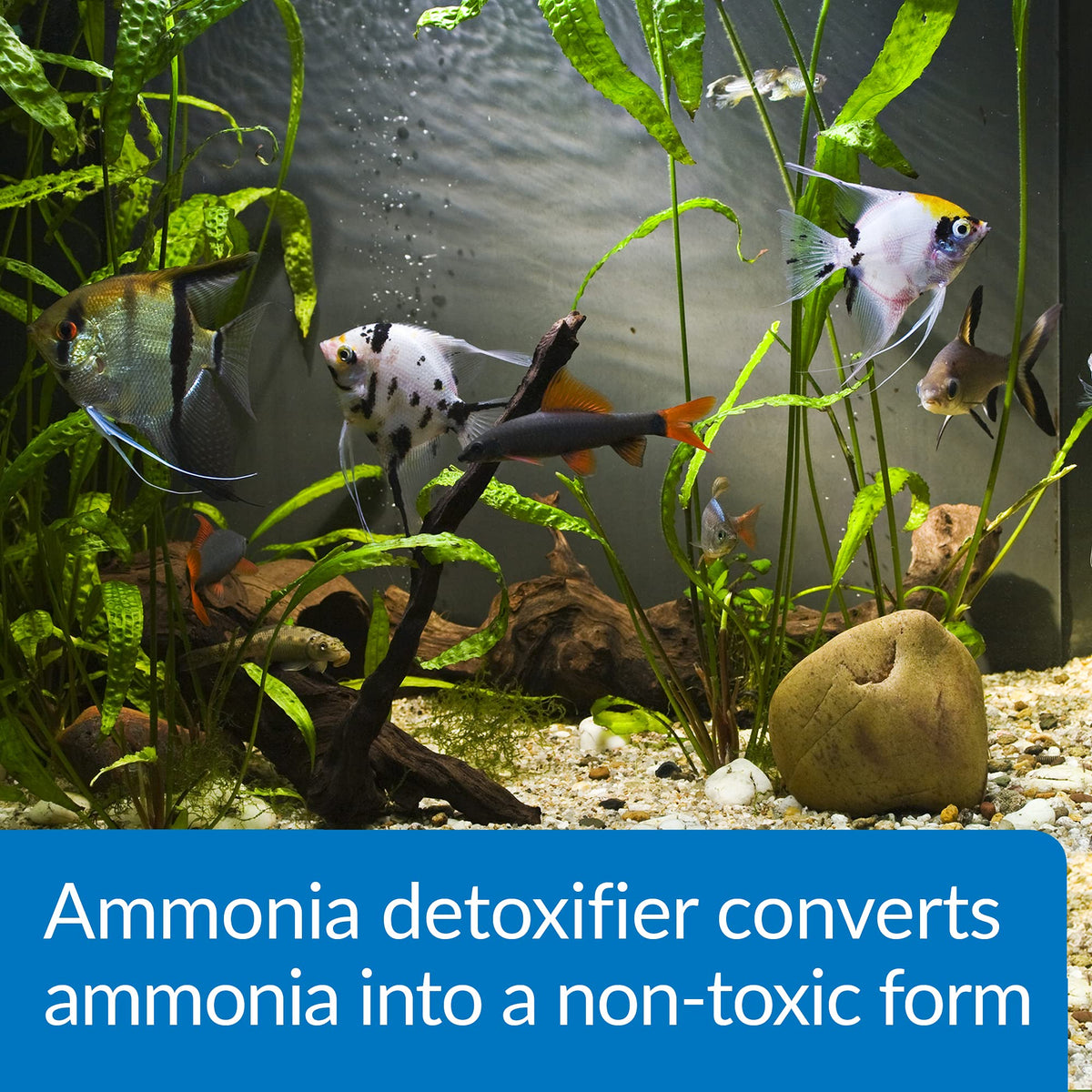 Aquarium Ammonia Detoxifier 16-Ounce Bottle J31960